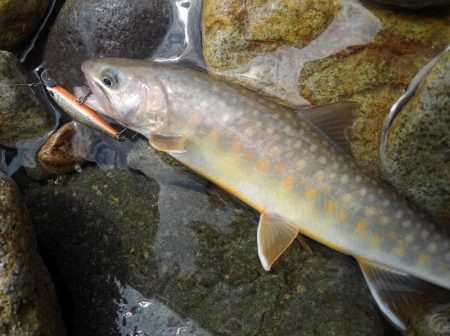 土砂降りの雨に逃げ帰る ～九頭竜川水系～